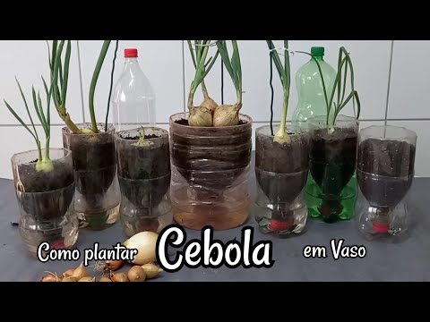 Vídeo: Como cultivar cebolas em uma garrafa de plástico?