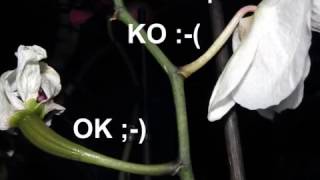 Come impollinare le orchidee Phalaenopsis (How to pollinate Phalaenopsis orchids)