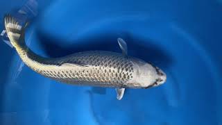 202103 SP-A442 Saito Sansai GR Kabuto 59cm