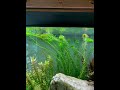Aquascaping vs Yardwork