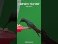 🦜 Hummingbird Slowmo Motion - Sparkling violetear  🦜