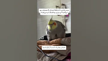 نمیدونه ک رقص نیست پرنده طوطی Birds زندگی Parrot طبیعت Cockatiel 