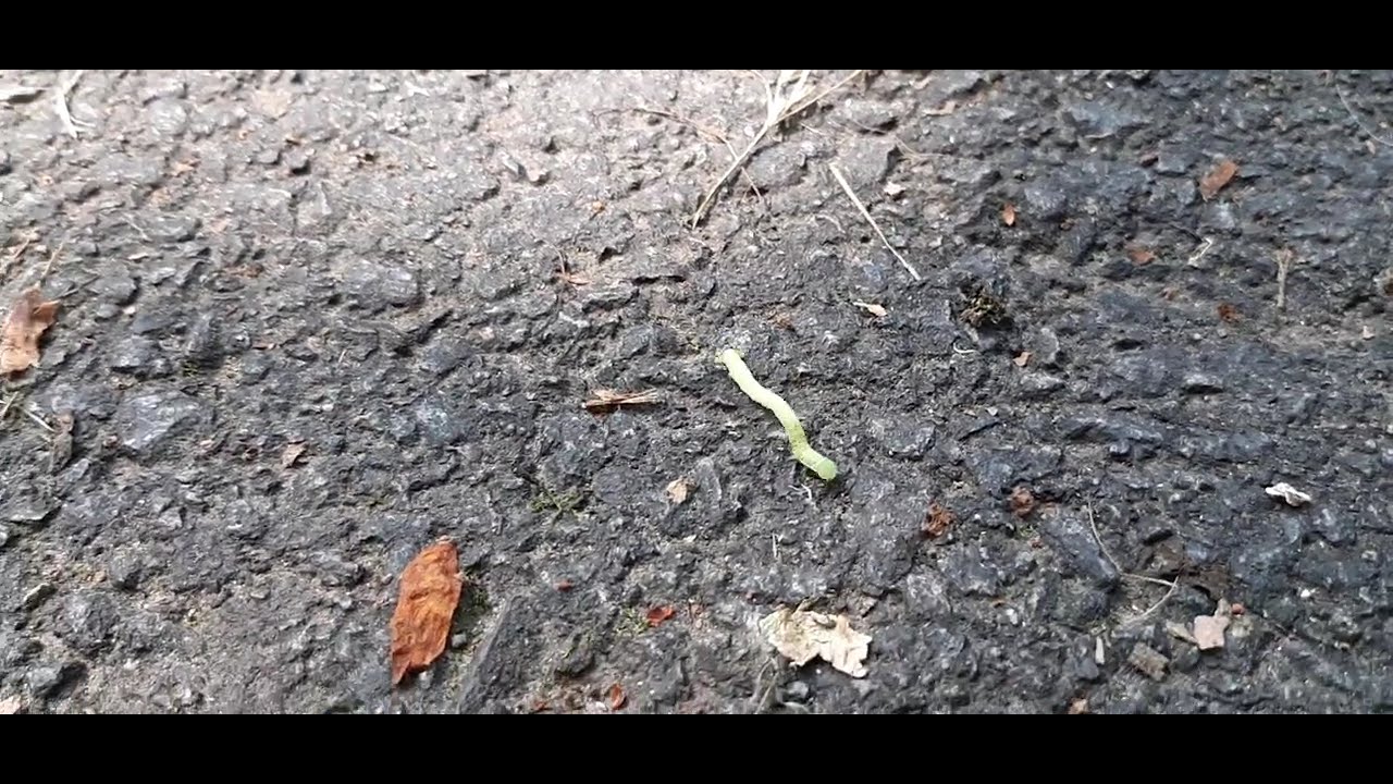 Measuring worm / シャクトリムシ