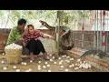 Full Process: Giant Python and Komodo Dragon Appear While Harvesting Millions of Eggs on the Farm!