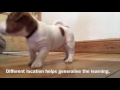Jellybean Puppy Training Sit & Down Jellybean Puppy Training Sit & Down