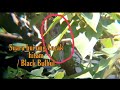 Suara Burung Cucak Hitam Black Bul Bul Mp3 - Mp4 Download