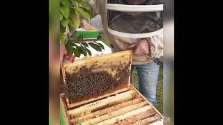 Сборка пчелосемей на зиму.