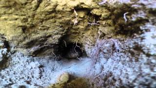 Down the groundhog hole! GoPro 1080p HD