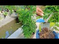 How To Propagate &amp; Grow Japanese Bamboo Using Stem Cutting