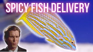 Spicy Fish Delivery - Deer Park Aquarium