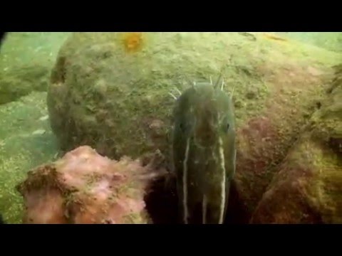 Sugar Wreck.wmv