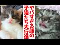 逸材！やべー顔の子猫たち大行進 The talented Kitties with funny faces