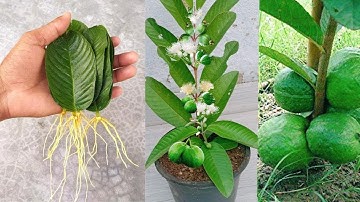 Video summary of 3 methods of guava propagation to produce fruit quickly