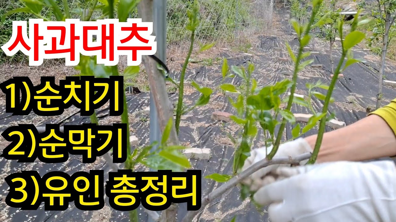 사과대추 순치기, 순막기, 유인 (이렇게 하면 2배열림) (시기,방법은 이렇게) #사과대추 순치기  #사과대추 재배방법