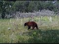 Electric Fence vs Wildlife, Bears, and Polar Bears