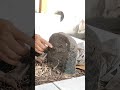VIRAL !!! TELAH DITEMUKAN MAKAM PUTRI VIETNAM PENUH TULISAN JAWA DI BEKAS ISTANA MAJAPAHIT ?!