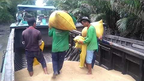 Mùa thu hoạch lúa ở miền Tây rất vui