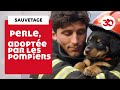 Abandonne au bord du canal perle a t adopte par les pompiers 