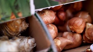 Tips for planting your spring flower bulbs