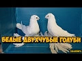 ПАРА БЕЛЫХ ДВУХЧУБЫХ ГОЛУБЕИ | Pigeons | Taube | doves | dove