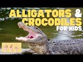 Alligators and Crocodiles Knowledge Check