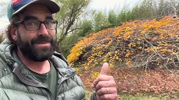 Weeping Beech Tree Pruning