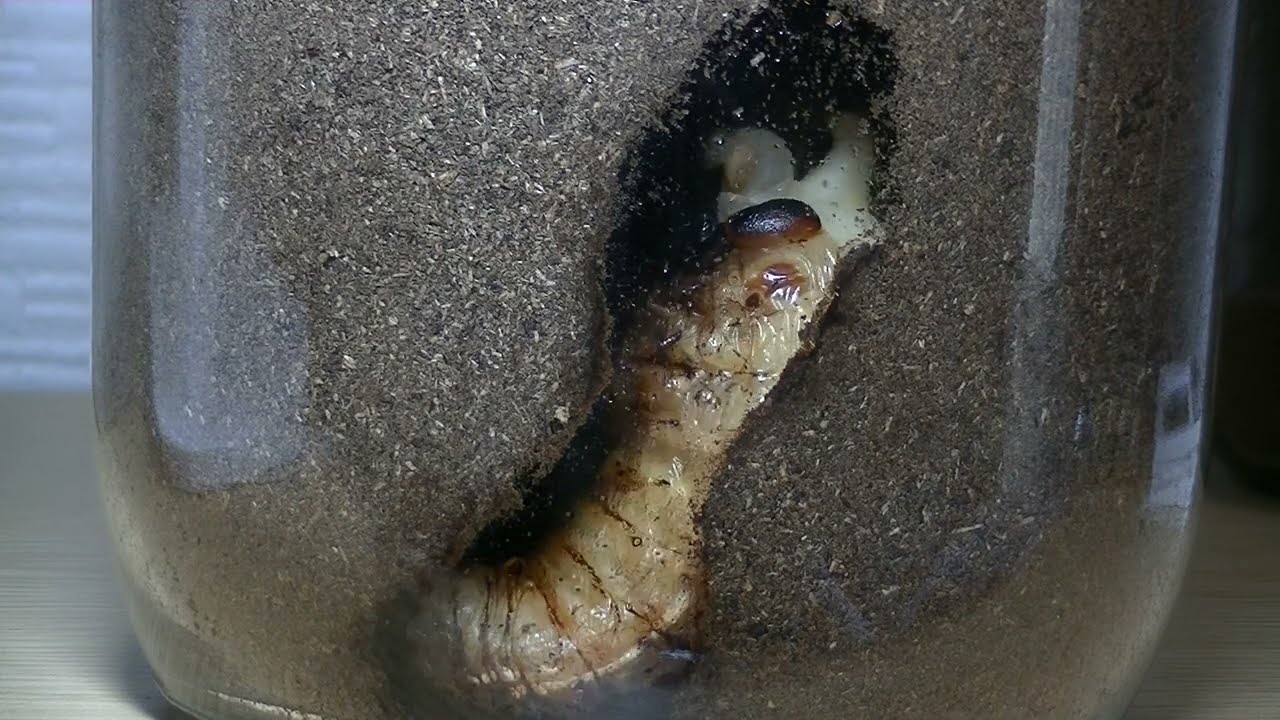 国産カブトムシの幼虫飼育 - Nippolska