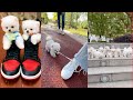 Tik Tok Chó Phốc Sóc Mini 😍 Funny and Cute Pomeranian 7