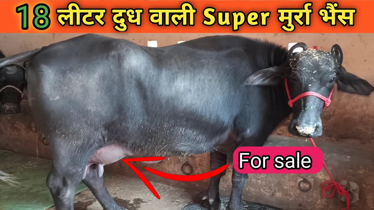 For sale Super murrah buffalo 🔥| शानदार मुर्रा भैंस | Milk 18 kg 👌 | at Rajasthan | Banni buffalo