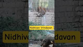 Nidhivan Vrindavan #shreekrishna #nidhivan #raasleela #vrindavan #premmandir #uttarpradesh #viral