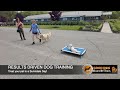 Willow 30 Day GOOD DOG Board N&#39; Train program at Sunnidale Boarding Kennels