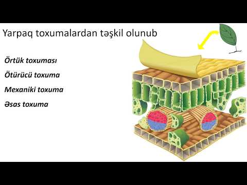 Biologiya 6-cı sinif 20. Yarpağın hüceyrəvi quruluşu