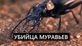 Муравьи атаковали корову. Муравьи против жужелицы и вороны!