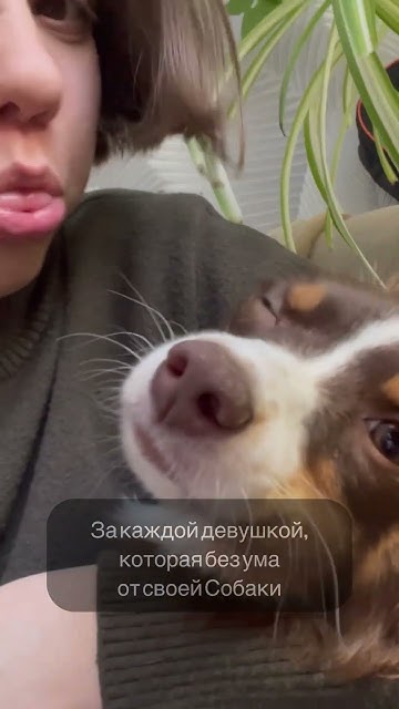 Рассказываем о новой породе - Той Аусси. Ссылки в описании #аусси # ...