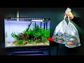 Adding New Fish & Shrimp to Aquarium (Apistogramma Pair) | MD Fish Tanks