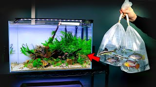 Adding New Fish Shrimp To Aquarium Apistogramma Pair Md Fish Tanks