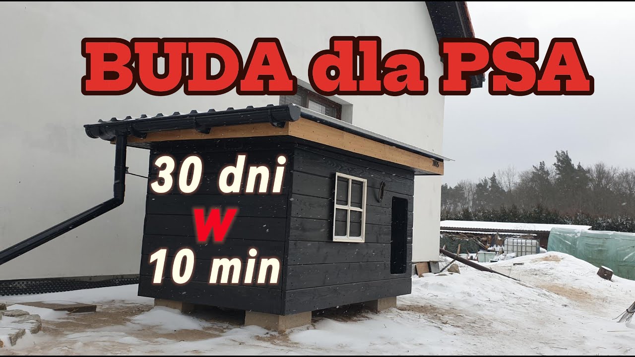 Buda dla PSA od A-Z i ile to kosztuje ? 30 DNI w 10 MIN  #buda #doghouse #pies