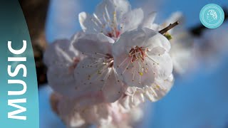 Celebrity Spring Awakening – Nature's Striving Upwards – Photos and Orchestral Music by Bruno Gröning Friends Net Worth