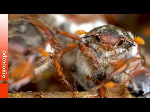 Video: Gândacul măcinat de pâine: descriere și combatere a dăunătorilor