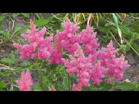 Астильба японская Элизабет ван Вин - Elisabeth van Veen. Astilbe japonica.