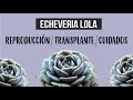 ECHEVERIA LOLA | UNA HERMOSA SUCULENTA MUY FÁCIL DE CUIDAR