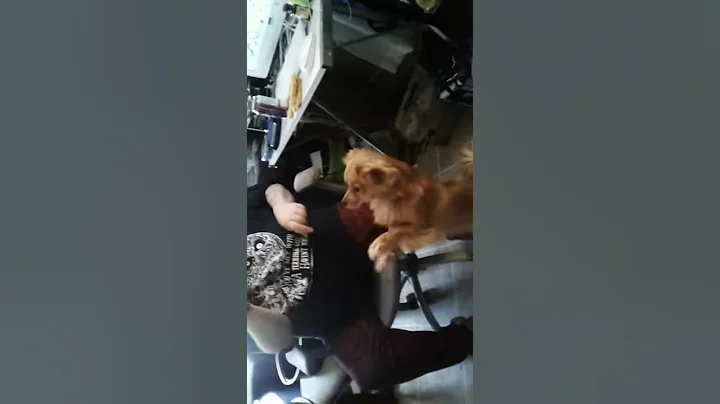 Gangnum puppy style