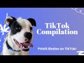 PAWS TikTok Compilation #1