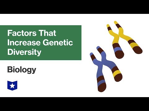 Video: ¿Cómo aumenta el surtido independiente la diversidad genética?