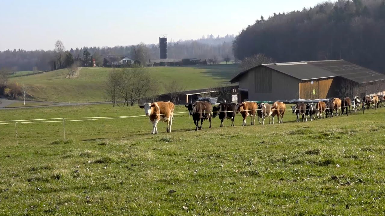 2300 Milchkühe - Ziel: CO2 negativ - der größte Milchviehbetrieb in NL - deutsche Version