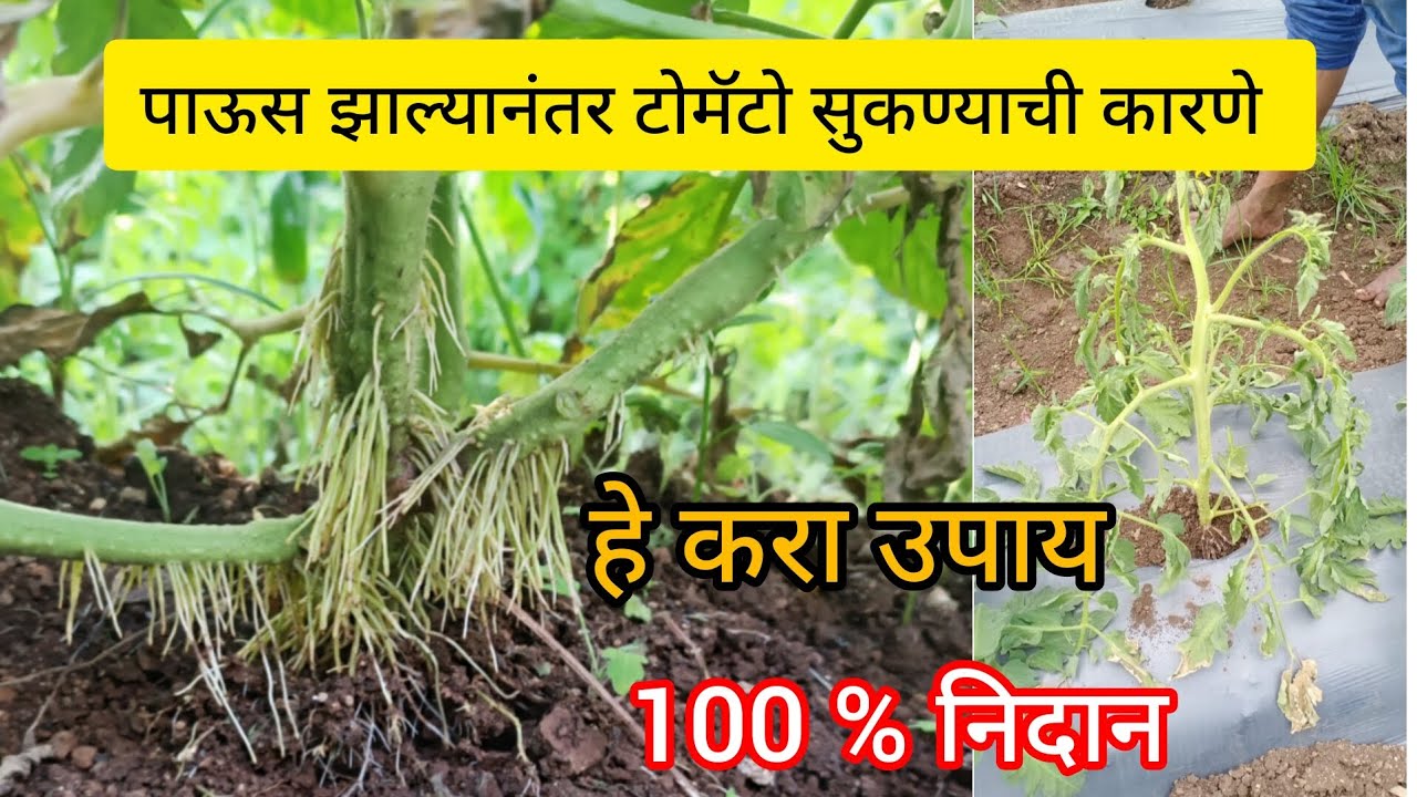 पाऊसनंतर टोमॅटो प्लॉट मध्ये सुकवा येतोय जाणून घ्या करणे आणि उपाय #Dr.SangaleRahul , #sangaleskrushi