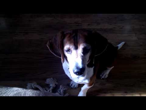 Cute Beagle Dog Barks for Food