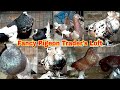 Fancy pigeon traders loft visit of dipankar vai in india west bengal