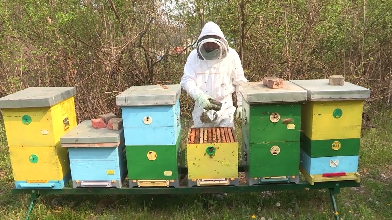 Boja mede ep. 290 26.09.2023. Grabež pčela, dr Miću Mladenovića, SPOS, udruženja, Željko Mikić