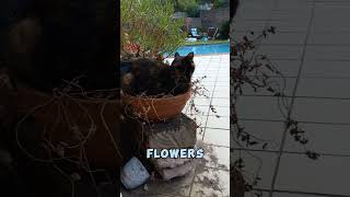 These cats are beautiful flowers